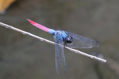 Orthetrum schneideri