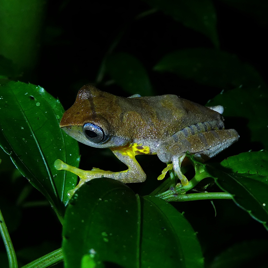 Kina Balu Flying Frog