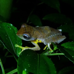 Leptomantis angulirostris