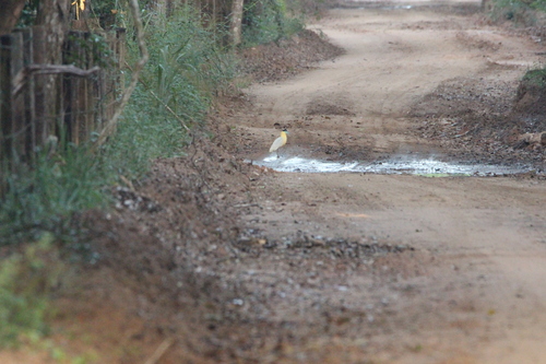 Capped Heron (Pilherodius pileatus), photo 4