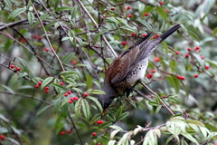 Turdus pilaris