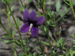 Monopsis simplex