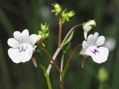 Nemesia diffusa