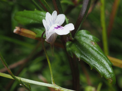 Nemesia diffusa
