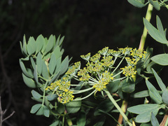 Notobubon laevigatum