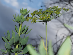 Notobubon laevigatum