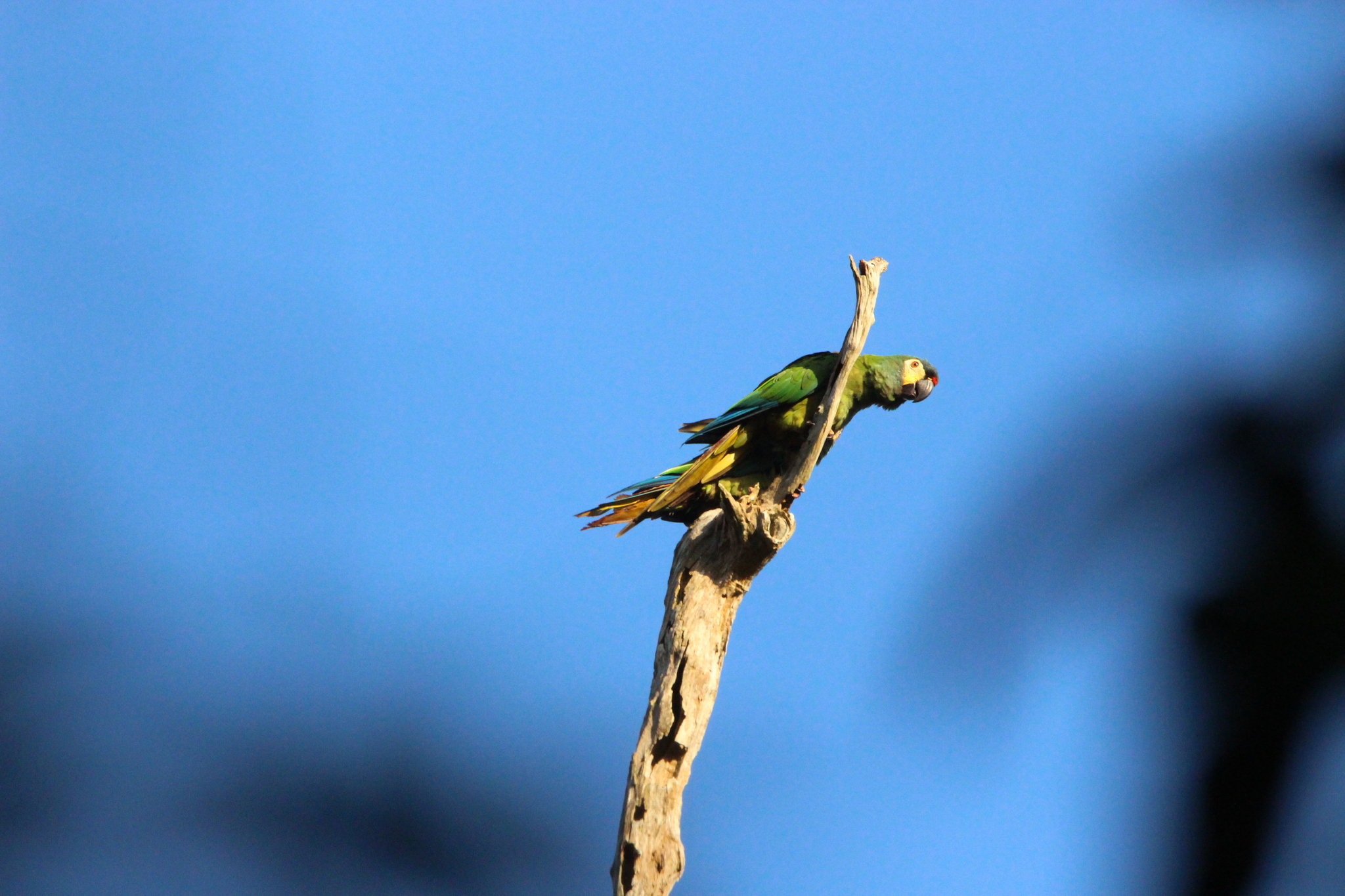 Blue-winged Macaw (Primolius maracana), photo 4
