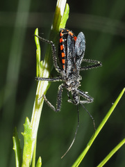 Rhynocoris tristis