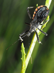 Rhynocoris tristis