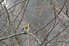 Carduelis carduelis