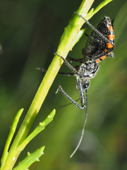 Rhynocoris tristis
