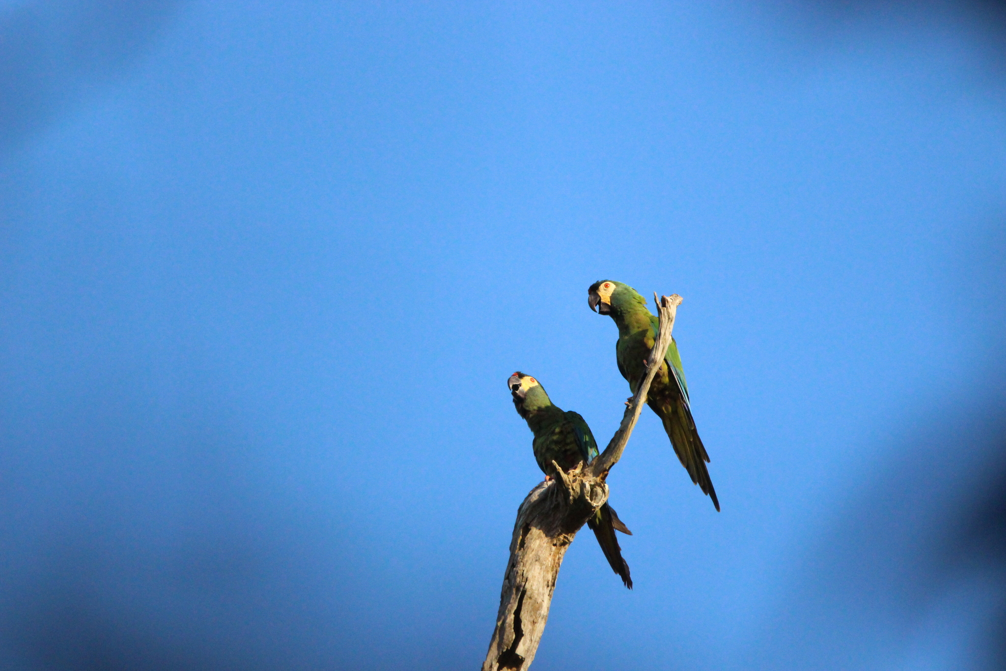 Blue-winged Macaw (Primolius maracana), photo 3