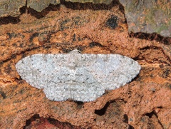 Myrioblephara