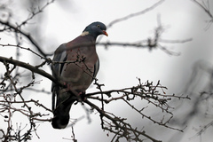 Columba palumbus