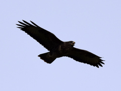 Buteo buteo