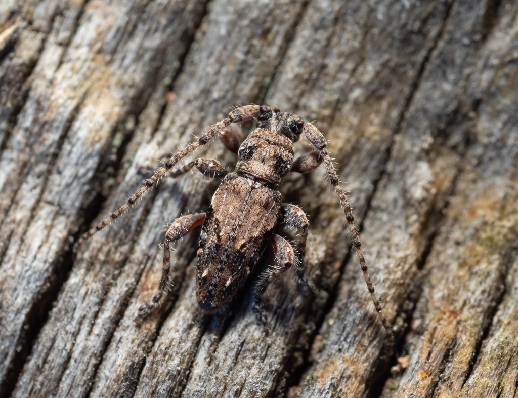 Xylotoloides huttoni