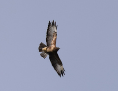 Buteo buteo