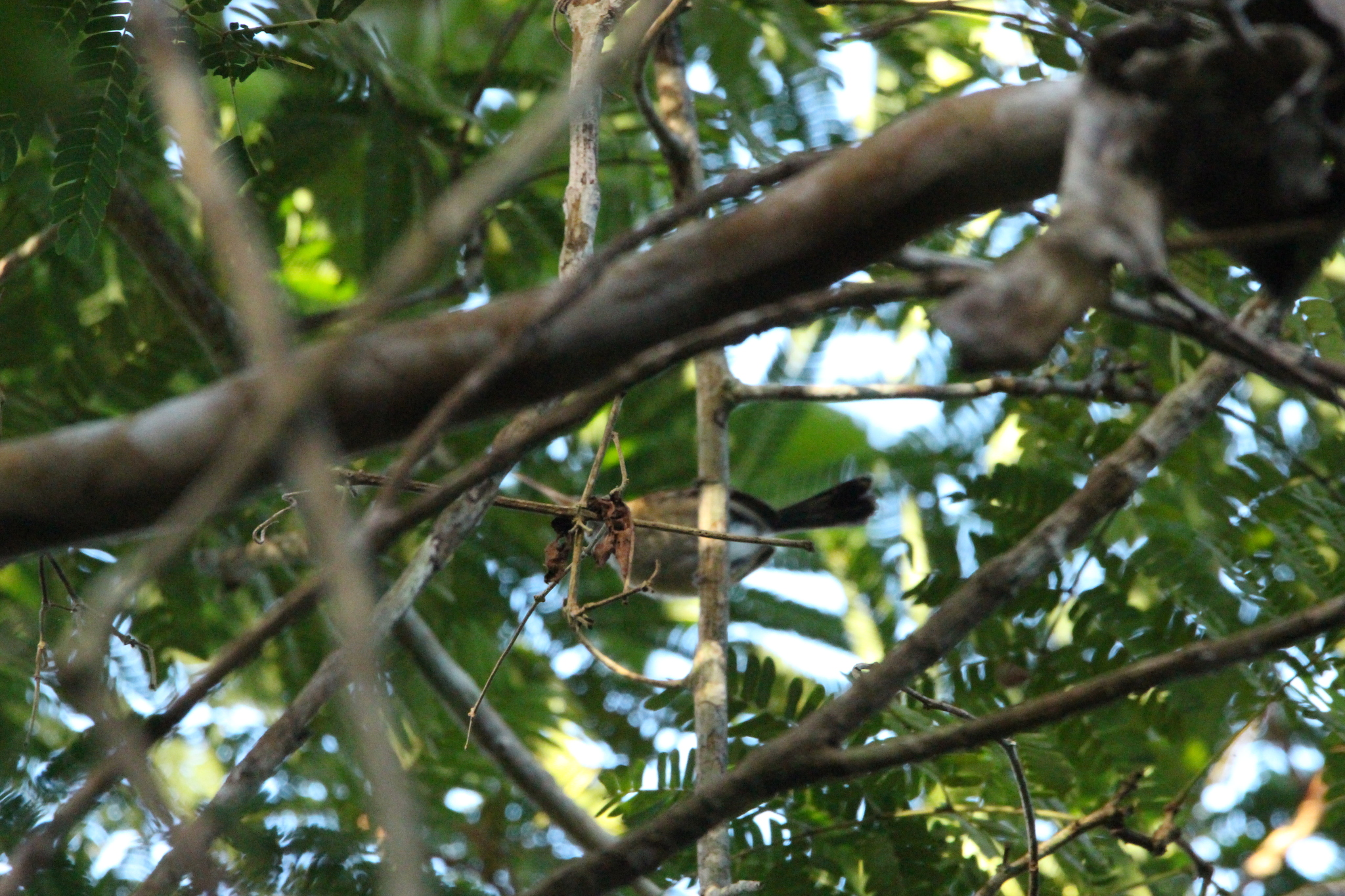 Trilling Gnatwren (Ramphocaenus melanurus), photo 5
