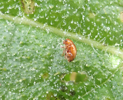 Sphaeroderma testaceum