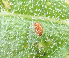 Sphaeroderma testaceum