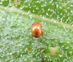 Sphaeroderma testaceum