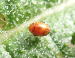 Sphaeroderma testaceum