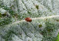 Sphaeroderma testaceum