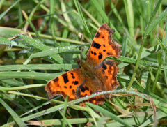 Polygonia c-album