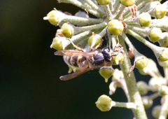 Vespula vulgaris