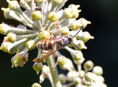Vespula vulgaris
