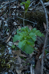 Tauschia hartwegii