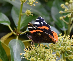 Vanessa atalanta