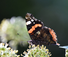 Vanessa atalanta