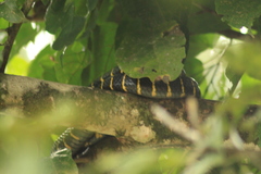 Boiga dendrophila