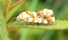 Acontia transfigurata