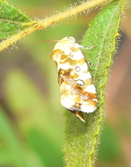 Acontia transfigurata