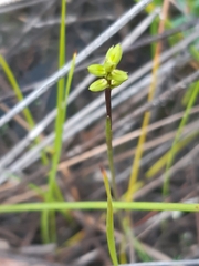 Genoplesium morrisii