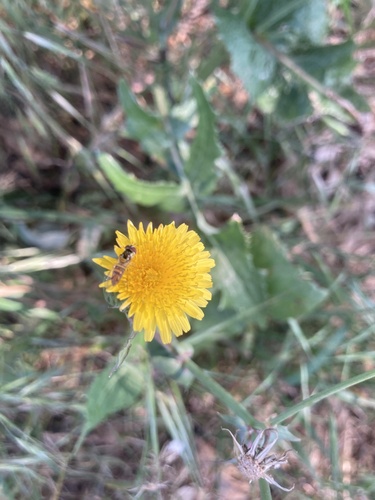 Unknown species found near Madrona Marsh Preserve & Nature Center, Torrance, CA, US