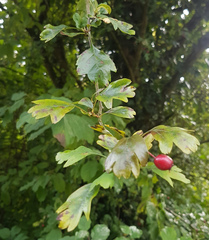Crataegus monogyna