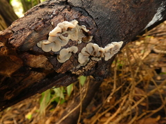 Auricularia mesenterica