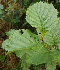 Alnus glutinosa