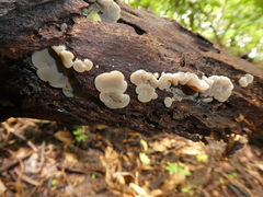 Auricularia mesenterica