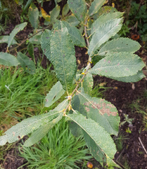 Salix cinerea