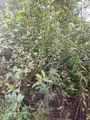 Salix cinerea