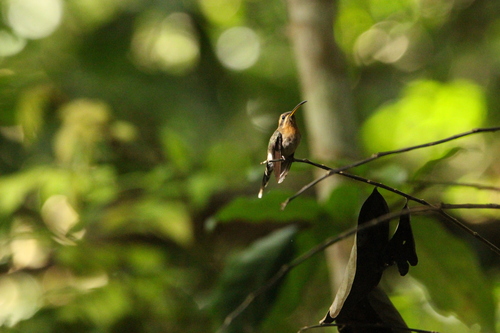 Minute Hermit (Phaethornis idaliae)