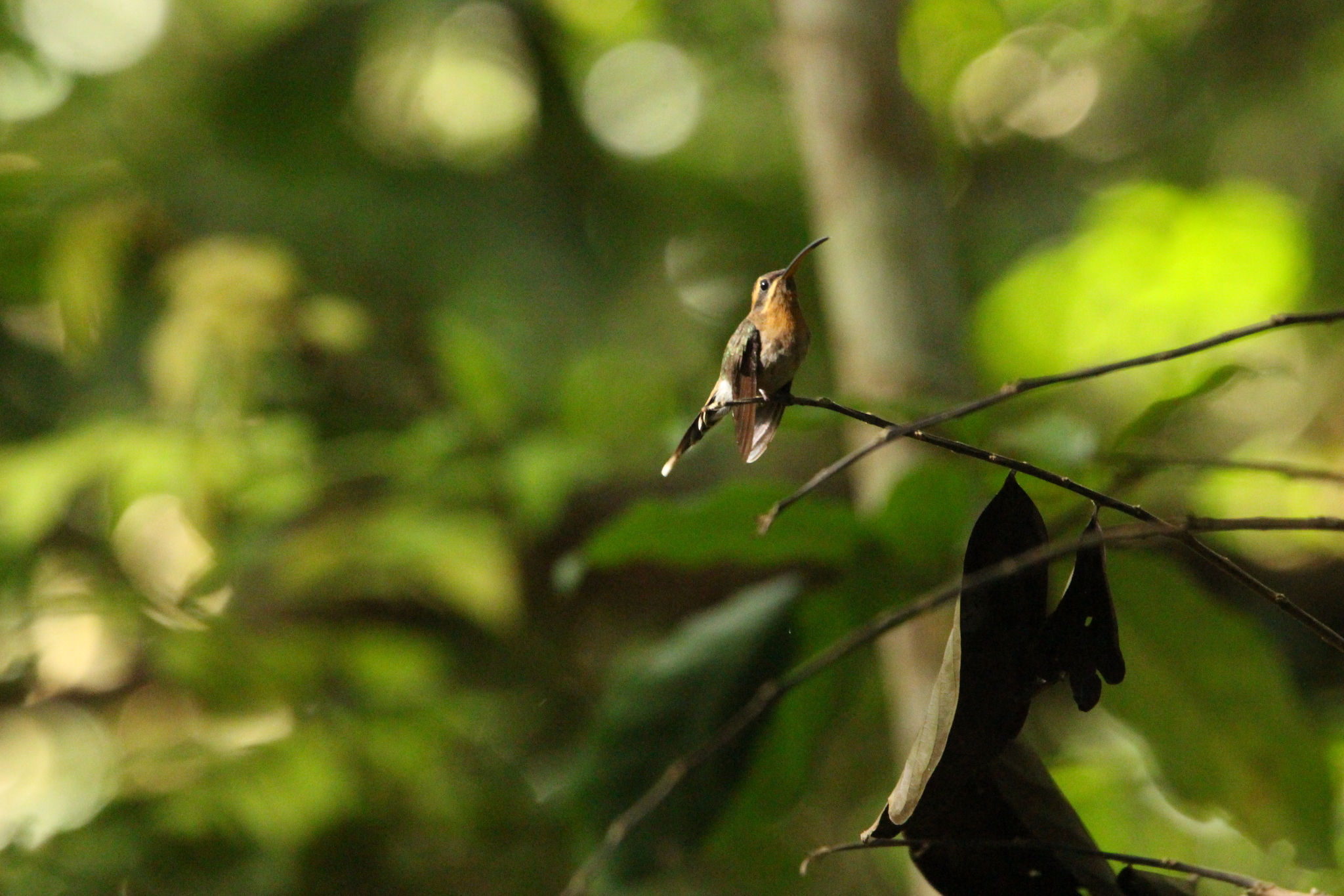 Minute Hermit (Phaethornis idaliae), photo 2