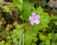 Geranium robertianum