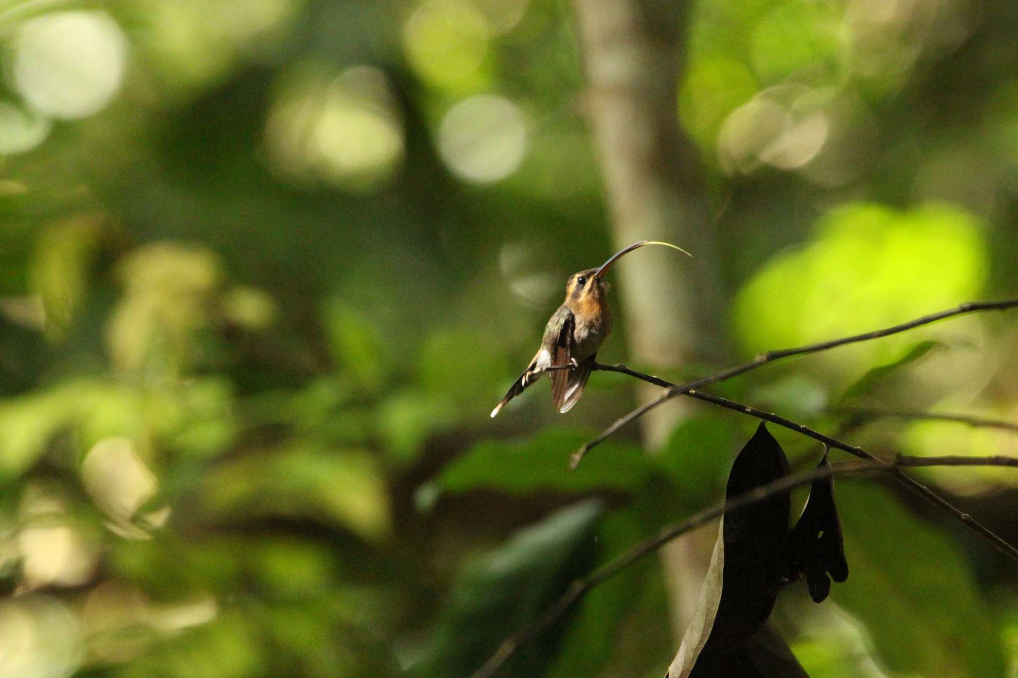 Minute Hermit (Phaethornis idaliae), photo 3