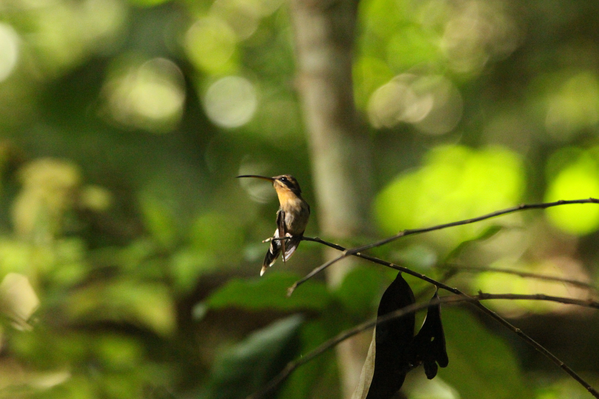 Minute Hermit (Phaethornis idaliae), photo 4