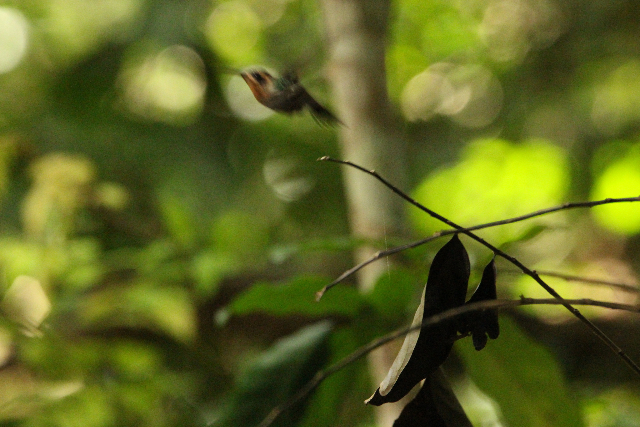 Minute Hermit (Phaethornis idaliae), photo 5